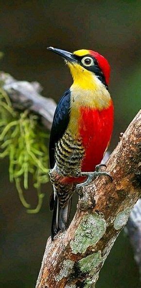 Colorful birds - Yellow-fronted Woodpecker - photo by Arlei Bertani | Birds