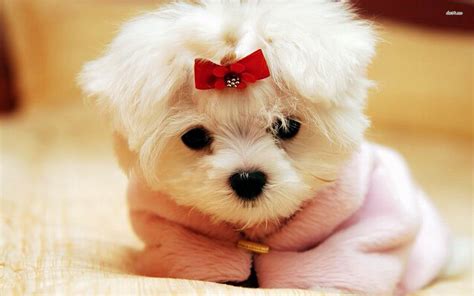 Cute Doggy Wallpapers Wallpaper Cave