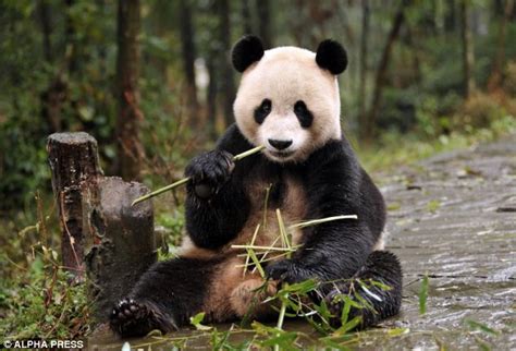 Edinburgh Zoo Keepers Say Giant Panda Tian Tian Could Be Pregnant