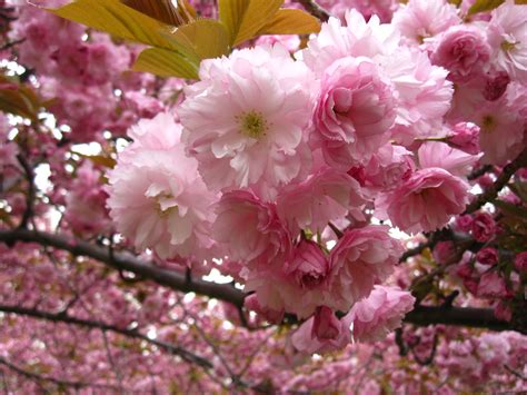Eight Things You Probably Dont Know About Flowering Cherry Trees