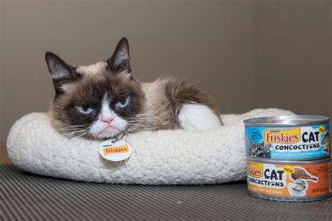 Grumpy Cat Internet Legend Dead At 7