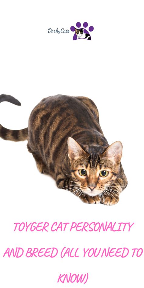 TOYGER CAT PERSONALITY AND BREED ALL YOU NEED TO KNOW DorkyCats In