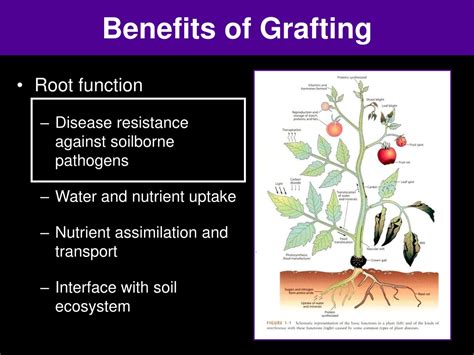 Ppt Grafting Tomatoes To Manage Disease And Increase Fruit