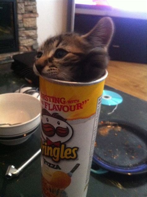 Kitty In A Pringles Can So Cute It Could Cure Cancer Cats