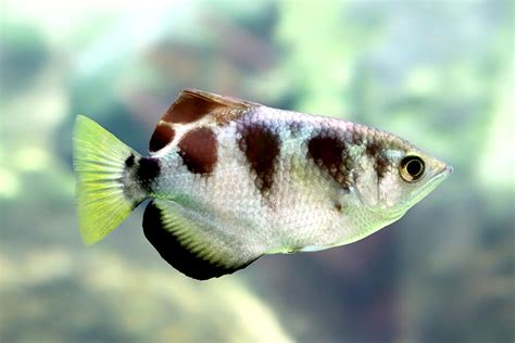 It's a triangularly shaped figure that's large silver in. Banded Archer Fish | San Diego Zoo Animals & Plants