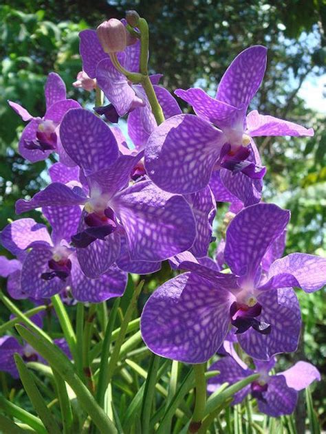 Learn Types Of Purple Orchids How To Guides Tips And Tricks