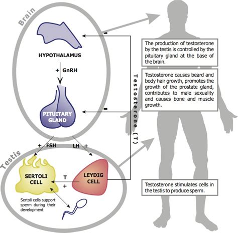 Hormonal Control Of Reproduction In Males Earths Lab