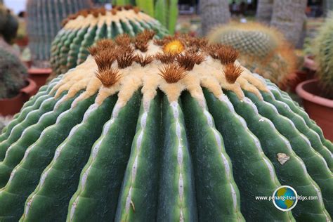 The valley boosts a wide collection of cactus plants of versatile origin and nature. Cactus Point, Cameron Highlands