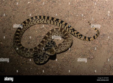 A Bullsnake Pituophis Catenifer From Morgan County Colorado Usa