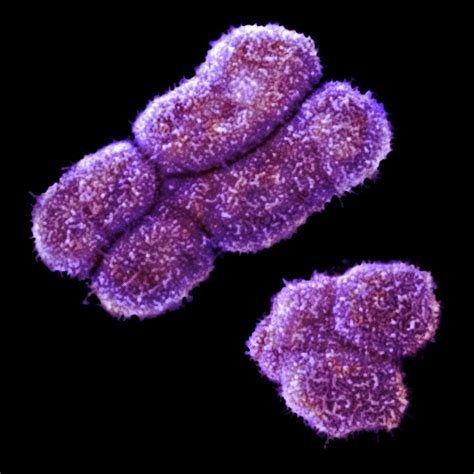 Male Human Sex Chromosomes Photograph By Power And Syred