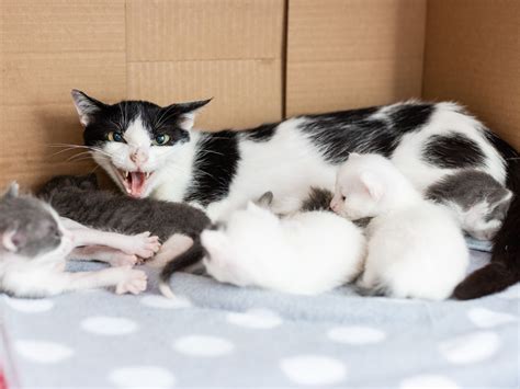 How To Socialize Feral Kittens — Kitten Lady
