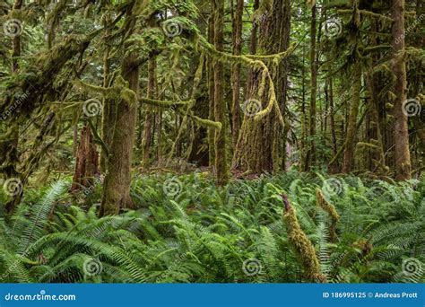 Rain Forest Cathedral Grove Vancouver Island Canada Stock Image