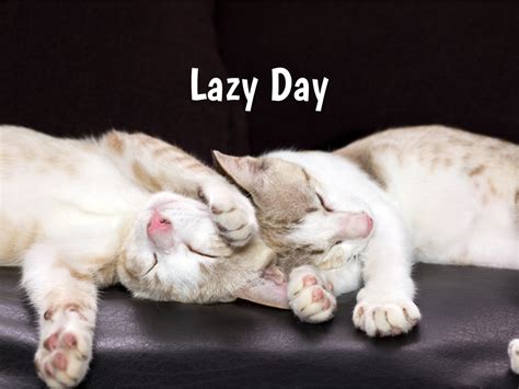🔥 32 Lazy Day Wallpapers Wallpapersafari