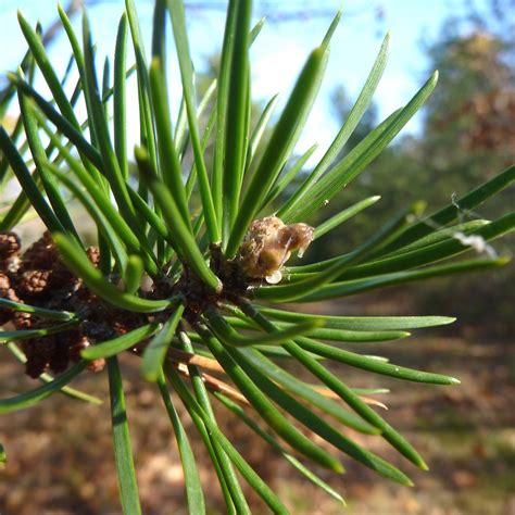 Pinus Banksiana Jack Pine Go Botany