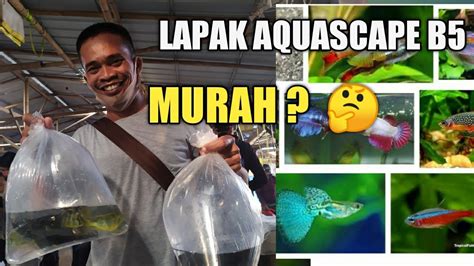 Ikan hias sudah menjadi hobi unik bagi sebagian orang, namun jika ditekuni dengan serius memelihara ikan hias bisa menjadi investasi. LAPAK IKAN HIAS AQUASCAPE MURAH B5 - PASAR IKAN HIAS ...