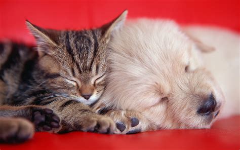 Cute Kittens And Puppies Sleeping Together Cute Kittens