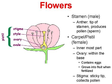Group 4 Flowering Plants Angiosperms Flowering Plants Flower