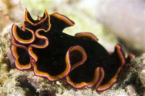 Photos Of Flatworms Phylum Platyhelminthes Flatworm Sea Slug