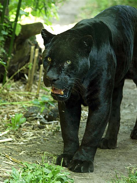 Melanistic Jaguar Zoochat