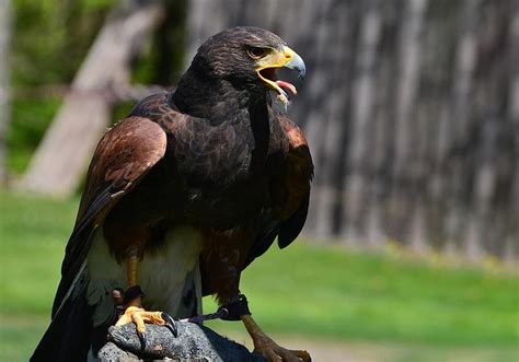 Black Eagle Lombok Wildlife Park