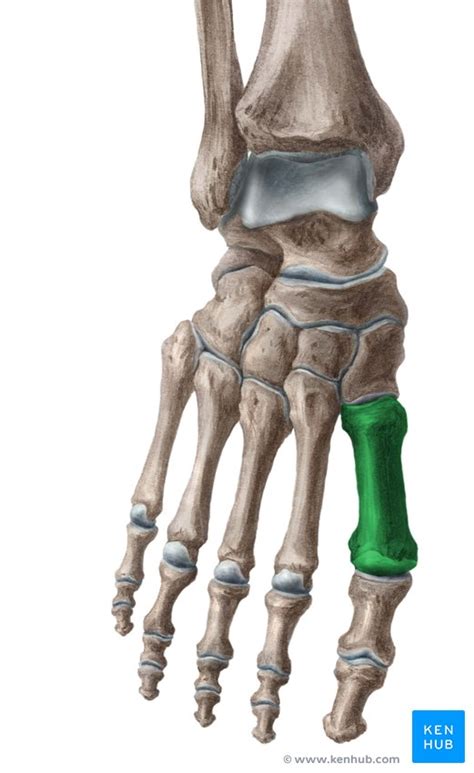Metatarsal bones: Anatomy | Kenhub