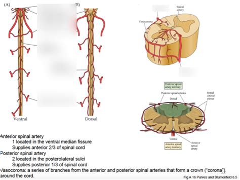 Spinal Cord Arteries Diagram Quizlet