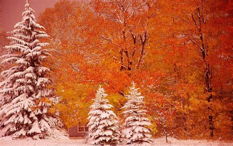 First Snow 4k Ultra Hd Wallpaper Background Image 4975x3130 Id