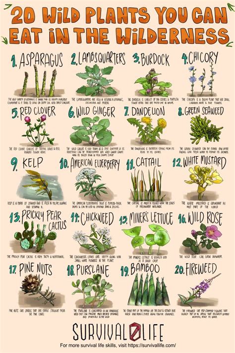 20 Edible Wild Plants You Can Forage For Survival Plants Edible Wild