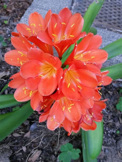 Aug 04, 2020 · flowers bloom in a wide variety of colors and generally have a pleasing fragrance. Clivia | Bloom, Plants