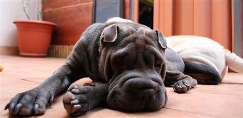 Raza De Perros Shar Pei