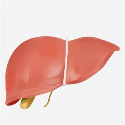 Liver Organ Human Cartoon Psd Transparent Pngtree
