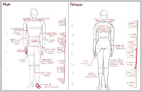 So yeah, i finalized the anatomy study, now is time to move on the next male anatomy model for reference. male anatomy - Graph Diagram