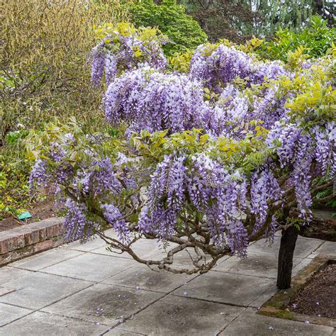 blue chineses wisteria tree care and growing guide plantly