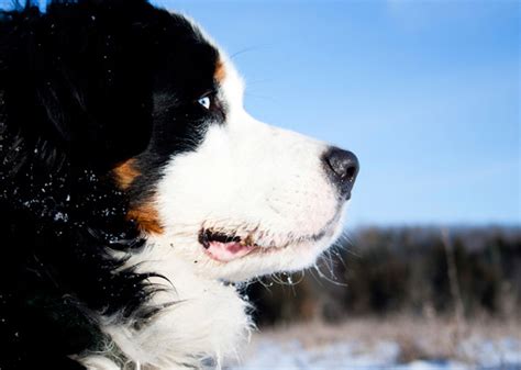 10 Best Cold Weather Dog Breeds — Photo Gallery