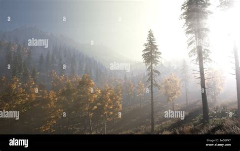 Calm Moody Forest In Misty Fog In The Morning Stock Photo Alamy