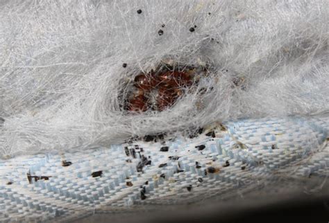 Bed Bugs In Boise Area Barrier Pest Control