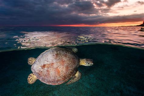 Green Sea Turtle A Green Sea Turtle Photographied During The Sunset