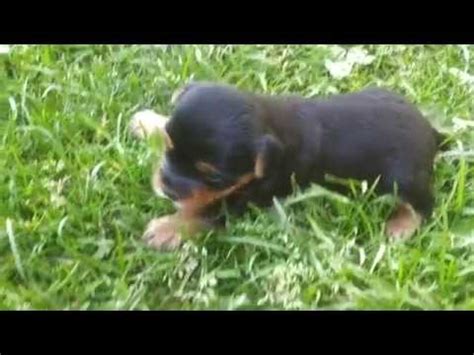 Crying during feeds can sometimes be a symptom of reflux, a common condition where babies bring back milk after feeds. Yorkie Puppy Crying #2 - YouTube