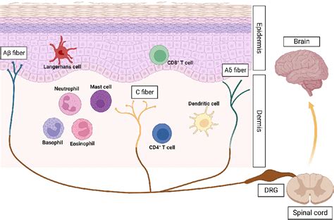 Figure 1 From Neural Regulation Of Innate Immunity In Inflammatory Skin Diseases Semantic Scholar