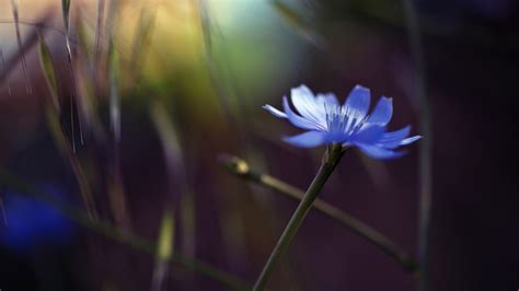 Download free single flowers png with transparent background. Einzelne Blume, blaue Kornblume, Blendung, Bokeh 1920x1200 ...