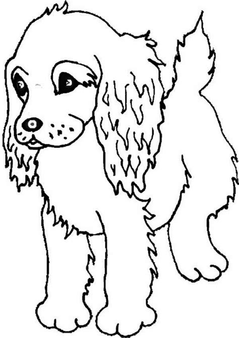 Understanding cocker colours, patterns & markings. Cocker Spaniel Drawing at GetDrawings | Free download