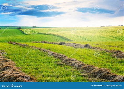 Mowed Grass In The Field Summer Landscape With Grass In The Field In