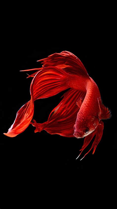 Search free 4k wallpapers on zedge and personalize your phone to suit you. Wallpaper Ios (117 Wallpapers) - Wallpapers 4k
