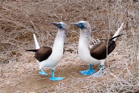 Unique Galapogos Island Animals Galapagos Islands Galapagos