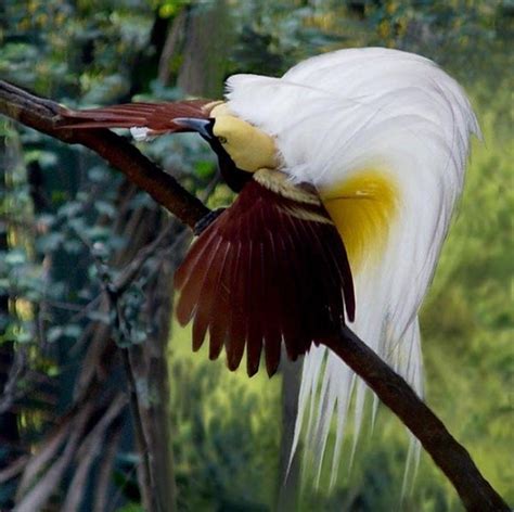 Photos 14 Most Beautiful Birds Of The World