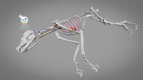 Canine Brachial Plexus Nerve Block 3d Model By Pixelbeaker 6508d94
