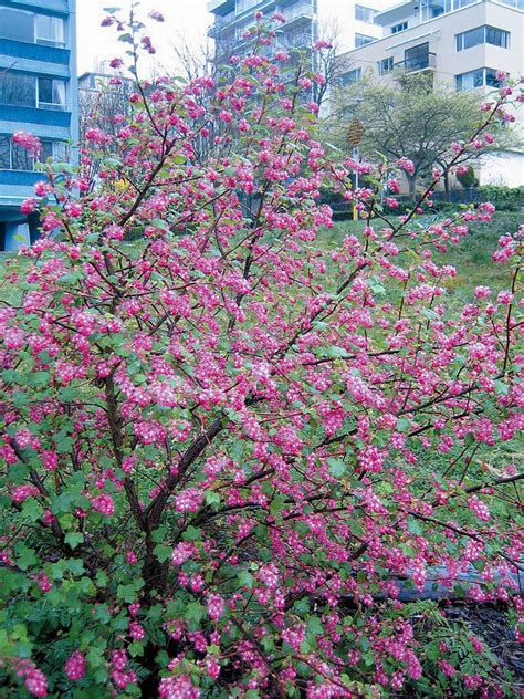 Maybe you would like to learn more about one of these? pink flowering currant | Ribes sanguineum, Native plants ...