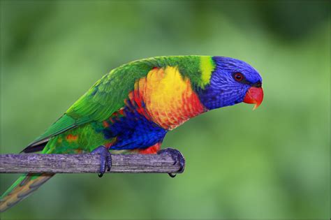 Rainbow Lorikeet Facts Pet Care Diet Price Pictures Singing Wings