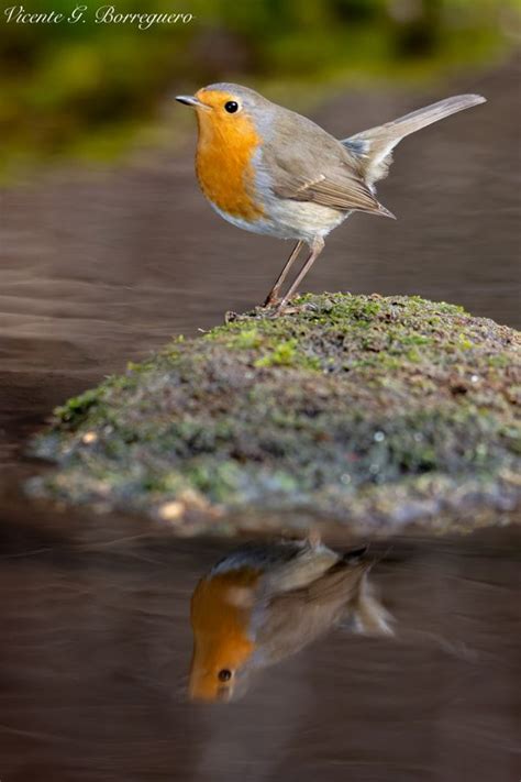 Robin By Vicente G Borreguero Funny Animals Animals Robin