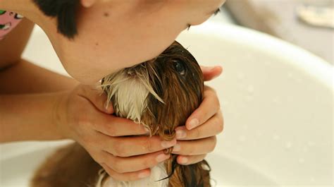 7 Grooming Techniques That Make For A Happy Dog